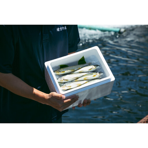 若あゆ(冷蔵配送)500g(5尾〜7尾)OGATA養殖技術研究所 南紀白浜