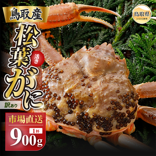 【2026年12月発送】特撰　松葉がに（なま）【訳あり】900g超の大きいサイズ　食べ応えあり　特大1杯【期間限定】_T2600459