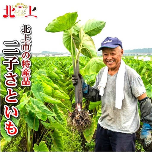 二子さといも 3kg以上！ 秋の味覚 ふたご さといも サトイモ 里芋 R8年9月中旬～発送予定【特産品！数量限定・期間限定】岩手県 北上市 C0164