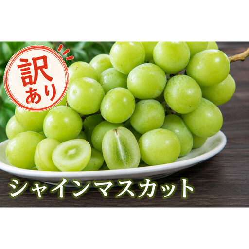 北栄町産シャインマスカット　約２kg(訳あり品)【9月上旬以降お届け】