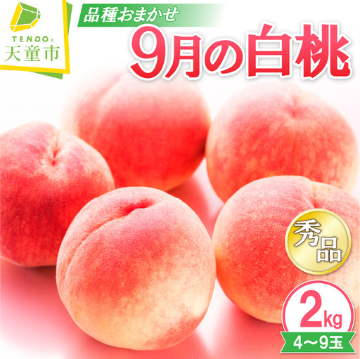 9月 の 白桃 2kg フルーツ 果物 山形 桃