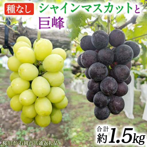 シャインマスカットと巨峰(種なし)約1.5kg(計2〜3房)ご家庭用 (桜川市・石岡市共通返礼品) [FB018sa]