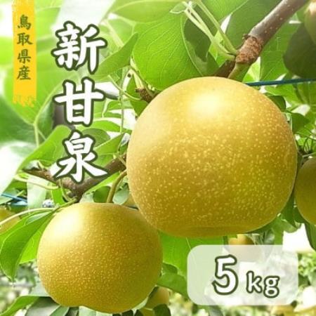 鳥取県産　新甘泉梨　5kg【1748597】