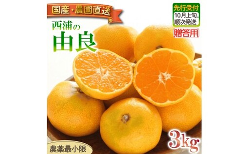 由良 みかん 3kg [贈答用] みかん 沼津 静岡