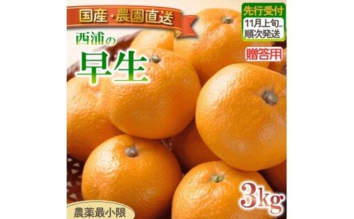 早生 みかん 3kg [贈答用] みかん 静岡 沼津