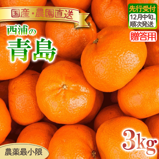 青島 みかん 3kg [贈答用] みかん 沼津 静岡