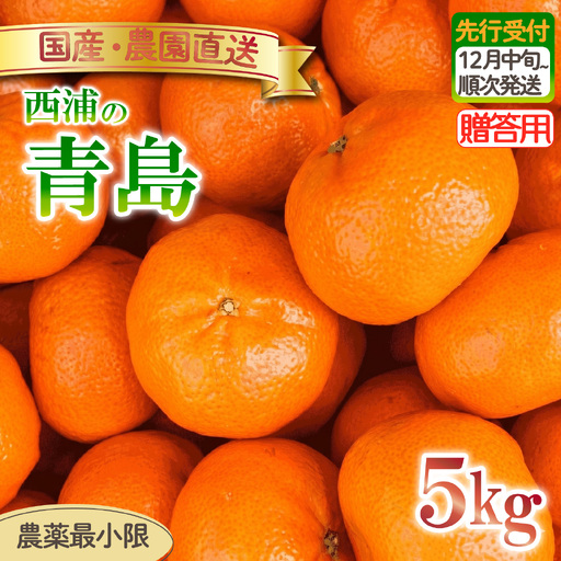 青島 みかん 5kg 【贈答用】 みかん 沼津 静岡