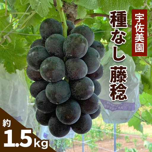 [8月中旬より順次発送／数量限定] 宇佐美園の種なし 藤稔 約1.5kg [1169]