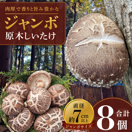 [10月下旬〜3月下旬発送]茨城県水戸産 ジャンボ原木しいたけ 4個×2袋[生しいたけ 椎茸 シイタケ きのこ キノコ にく丸 希少 栄養豊富 水戸市 茨城県](OD-1)
