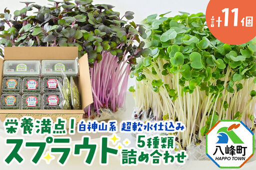 スプラウト 5種 詰め合わせ 計11個[白神山系 超軟水仕込み]栄養満点