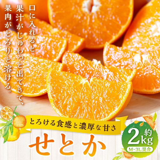 [ とろける食感と濃厚な甘さ ] せとか 約2kg みかん ミカン 柑橘 柑橘類 柑橘系 くだもの 果物 フルーツ 果実 果汁 果肉 国産 愛媛県産 [ 2027年2月上旬〜4月下旬発送予定 ] ( 1044 )