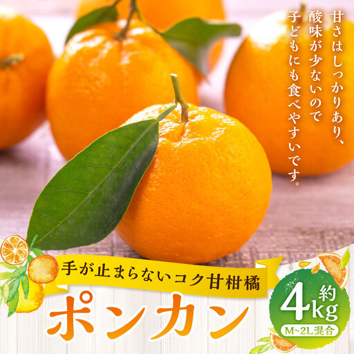 [ 手が止まらないコク甘柑橘 ] ポンカン 約4kg みかん ミカン 柑橘 柑橘類 柑橘系 くだもの 果物 フルーツ 果実 果汁 果肉 国産 愛媛県産 [ 2027年1月上旬〜3月上旬発送予定 ] ( 1052 )