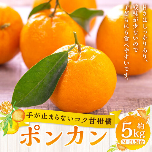 【 手が止まらないコク甘柑橘 】 ポンカン 約5kg みかん ミカン 柑橘 柑橘類 柑橘系 くだもの 果物 フルーツ 果実 果汁 果肉 国産 愛媛県産 【 2027年1月上旬～3月上旬発送予定 】 ( 1053 )