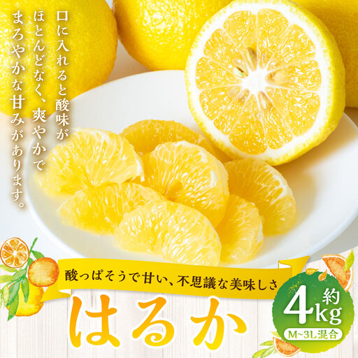 [ 酸っぱそうで甘い、不思議な美味しさ ] はるか 約4kg みかん ミカン 柑橘 柑橘類 柑橘系 くだもの 果物 フルーツ 果実 果汁 果肉 国産 愛媛県産 [ 2027年2月上旬〜3月下旬発送予定 ] ( 1055 )
