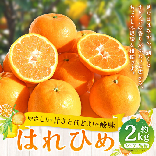 [ やさしい甘さとほどよい酸味 ] はれひめ 約2kg みかん ミカン オレンジ 柑橘 柑橘類 柑橘系 くだもの 果物 フルーツ 果実 果汁 果肉 国産 愛媛県産 [ 2027年1月上旬〜2月上旬発送予定 ] ( 1058 )