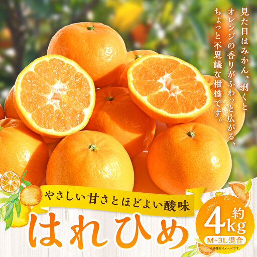 【 やさしい甘さとほどよい酸味 】 はれひめ 約4kg みかん ミカン オレンジ 柑橘 柑橘類 柑橘系 くだもの 果物 フルーツ 果実 果汁 果肉 国産 愛媛県産 【 2027年1月上旬～2月上旬発送予定 】 ( 1059 )