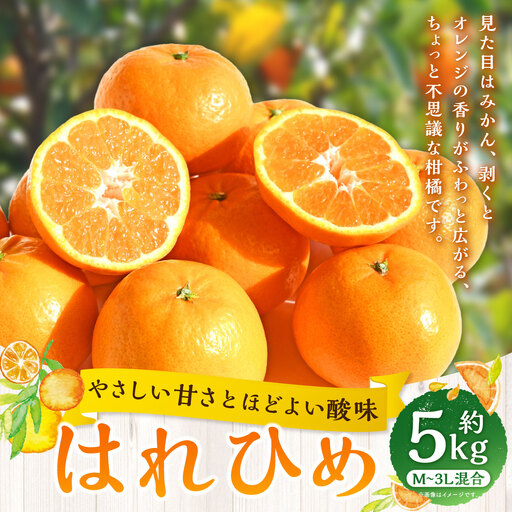 【 やさしい甘さとほどよい酸味 】 はれひめ 約5kg みかん ミカン オレンジ 柑橘 柑橘類 柑橘系 くだもの 果物 フルーツ 果実 果汁 果肉 国産 愛媛県産 【 2027年1月上旬～2月上旬発送予定 】 ( 1060 )