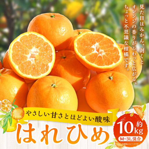 【 やさしい甘さとほどよい酸味 】 はれひめ 約10kg みかん ミカン オレンジ 柑橘 柑橘類 柑橘系 くだもの 果物 フルーツ 果実 果汁 果肉 国産 愛媛県産 【 2027年1月上旬～2月上旬発送予定 】 ( 1061 )