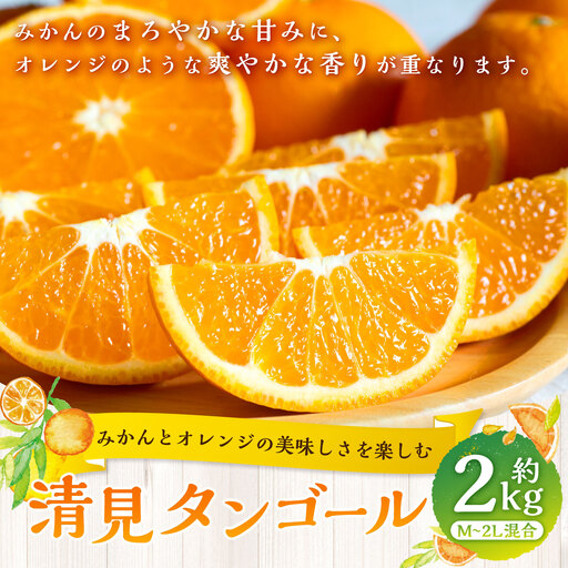 [ みかんとオレンジの美味しさを楽しむ ] 清見タンゴール 約2kg みかん ミカン オレンジ 柑橘 柑橘類 柑橘系 くだもの 果物 フルーツ 果実 果汁 果肉 国産 愛媛県産 [ 2027年2月下旬〜5月上旬発送予定 ] ( 1062 )