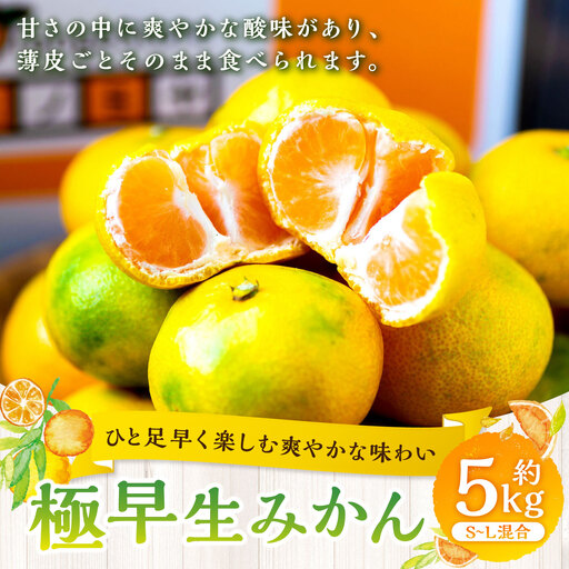 【 ひと足早く楽しむ爽やかな味わい 】 極早生みかん 約5kg みかん ミカン 柑橘 柑橘系 柑橘類 くだもの 果物 フルーツ 果実 果汁 果肉 国産 愛媛県産 薄皮 【 2026年9月下旬-11月上旬発送予定 】 ( 1095 )