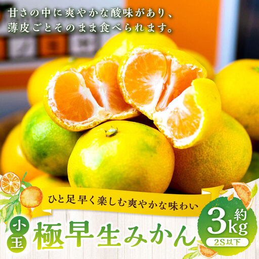 [ ひと足早く楽しむ爽やかな味わい ] 極早生みかん ( 小玉 ) 約3kg みかん ミカン 柑橘 柑橘系 柑橘類 くだもの 果物 フルーツ 果実 果汁 果肉 国産 愛媛県産 薄皮 [ 2026年9月下旬-11月上旬発送予定 ] ( 1098 )