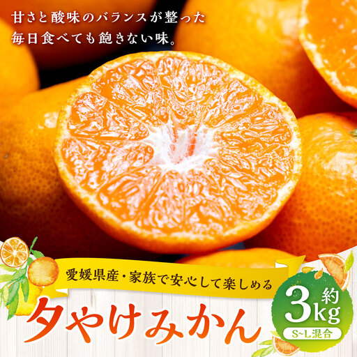 [ 愛媛県産 ・ 家族で安心して楽しめる ] 夕やけみかん 約3kg みかん ミカン 柑橘 柑橘系 柑橘類 くだもの 果物 フルーツ 果実 果汁 果肉 国産 [ 2026年10月下旬-2027年1月下旬発送予定 ] ( 1102 )