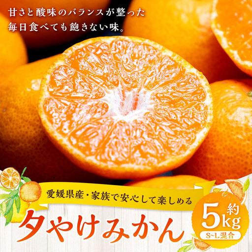 【 愛媛県産 ・ 家族で安心して楽しめる 】 夕やけみかん 約5kg みかん ミカン 柑橘 柑橘系 柑橘類 くだもの 果物 フルーツ 果実 果汁 果肉 国産 【 2026年10月下旬-2027年1月下旬発送予定 】 ( 1103 )