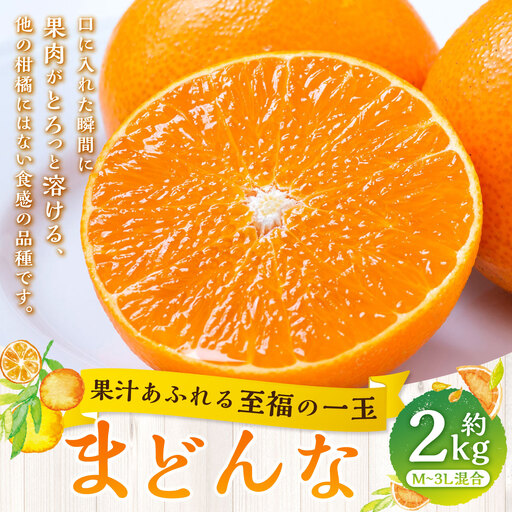 [ 果汁あふれる至福の一玉 ] まどんな ( 紅まどんなと同品種 ) 約2kg みかん ミカン 柑橘 柑橘系 柑橘類 くだもの 果物 フルーツ 果実 果汁 果肉 国産 愛媛県産 薄皮 [ 2026年11月下旬-2027年1月下旬発送予定 ] ( 1110 )
