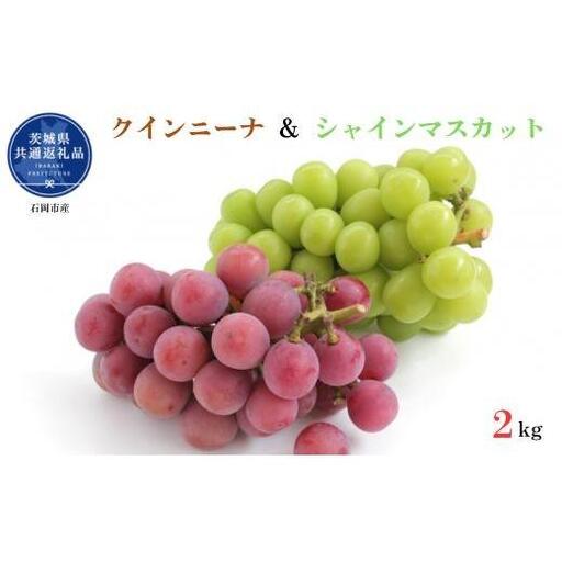 【先行予約】開田ぶどう園　クインニーナ＆シャインマスカットセット　合計2kg（茨城県共通返礼品・石岡市産） ／  ぶどう 葡萄 ブドウ 果物 フルーツ シャインマスカット クインニーナ 2kg セット 食べ比べ