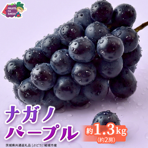 ナガノパープル 約1.3kg (約2房)[2026年8月より発送開始](茨城県共通返礼品 [ぶどう]:結城市産)