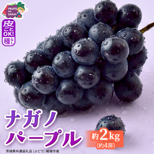 ナガノパープル 約2kg （約4房）【2026年8月より発送開始】（茨城県共通返礼品 [ぶどう]：結城市産）