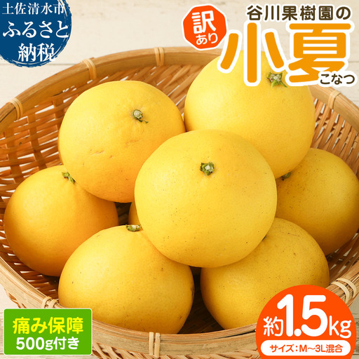 令和9年4月中旬以降発送[訳あり]谷川果樹園の小夏1.5kg [R01664]