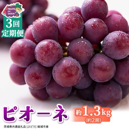 [定期便]3か月連続でお届け!ピオーネ 約1.3kg (約2房)[2026年8月より発送開始](茨城県共通返礼品 [ぶどう]:結城市産)