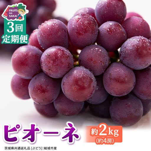 【定期便】3か月連続でお届け！ピオーネ 約2kg （約4房）【2026年8月より発送開始】（茨城県共通返礼品 [ぶどう]：結城市産）
