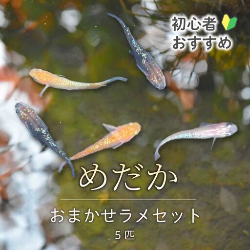 めだか おまかせラメセット(5匹) メダカ 飼育 生体 観賞魚 魚 ペット おまかせ ミックス おすすめ 水槽 インテリア 生物 鑑賞 熱帯魚 アクアリウム 熱帯 淡水魚 243011