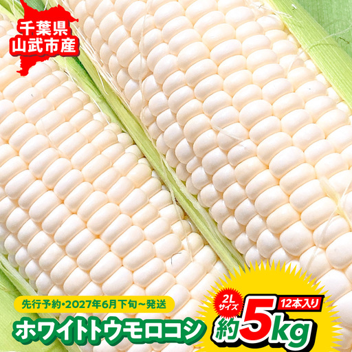 【先行予約・2027年６月下旬～発送】千葉県山武市産　ホワイトトウモロコシ　２Lサイズ12本入り 約５㎏   SMDB001