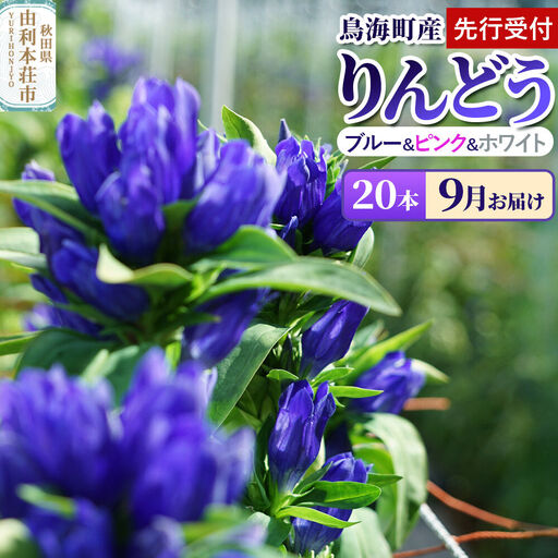 [先行受付][9月お届け]鳥海町産 りんどう 20本 ブルー ピンク ホワイト