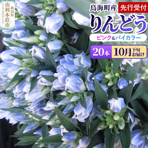 [先行受付][10月下旬お届け]鳥海町産 りんどう 20本 ピンク バイカラー