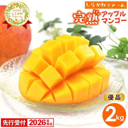 [2026年発送]しらかわファームのアップルマンゴー 優品 約2kg (3〜5玉)- 沖縄 産地直送 南国フルーツ 旬の味覚 旬のフルーツ 贈り物 ギフト 沖縄県 八重瀬町