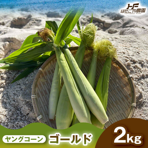 [食卓を彩る希少な季節野菜]潮風ベイビー 2kg ヤングコーン ゴールド ベビーコーン グリル 付け合わせ野菜 BBQ 焼き野菜 和歌山県 白浜町