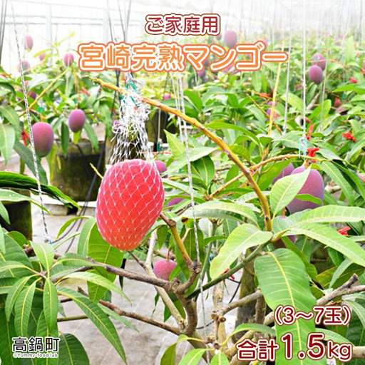 ＜宮崎県産完熟マンゴー｢家庭用｣(約1.5kg)＞ 果物 フルーツ マンゴー くだもの 特産品 完熟 国産 ご家庭用 宮崎県 高鍋町【冷蔵】