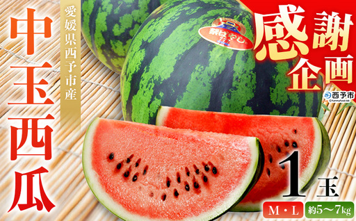 [感謝企画][愛媛県西予市産 中玉西瓜 1玉] 果物 くだもの 果肉 フルーツ 西瓜 すいか スイカ 中玉 すいか スイカ M〜L 5〜7kg 高糖度 甘い 季節物 食べて応援 国産 特産品 宇都宮物産 愛媛県 西予市[常温]『2026年7月上旬〜8月上旬迄に順次出荷予定』UUB0111