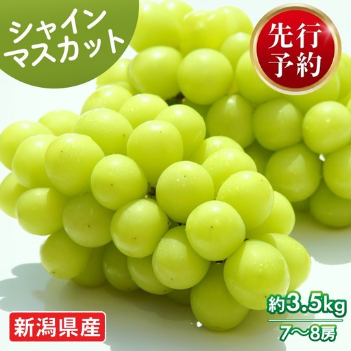【2026年発送分】 シャインマスカット 約3.5kg 7 ～ 8 房 おすすめ マスカット 果物 くだもの フルーツ スイーツ 葡萄 ブドウ ぶどう 髙橋農園 国産 新潟県 新発田市 takahashi007