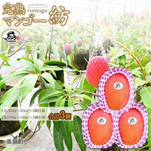 ＜完熟マンゴー 「紡」 2L×3個＞ 果物 フルーツ マンゴー くだもの 特産品 完熟 国産 宮崎県 高鍋町【冷蔵】