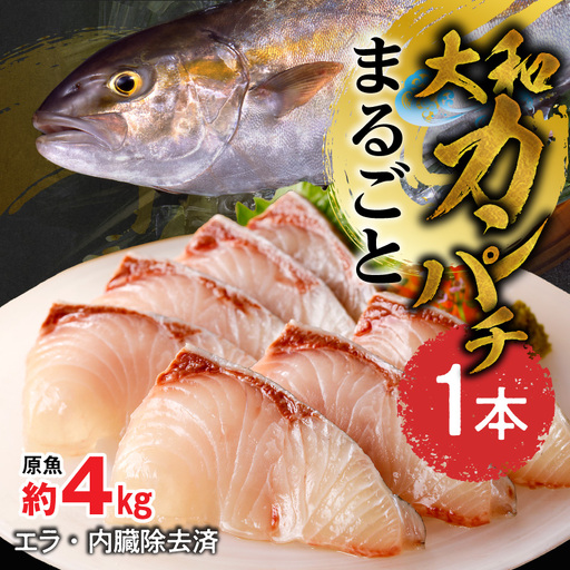 まるごと一本!大和カンパチ 原魚約4kg