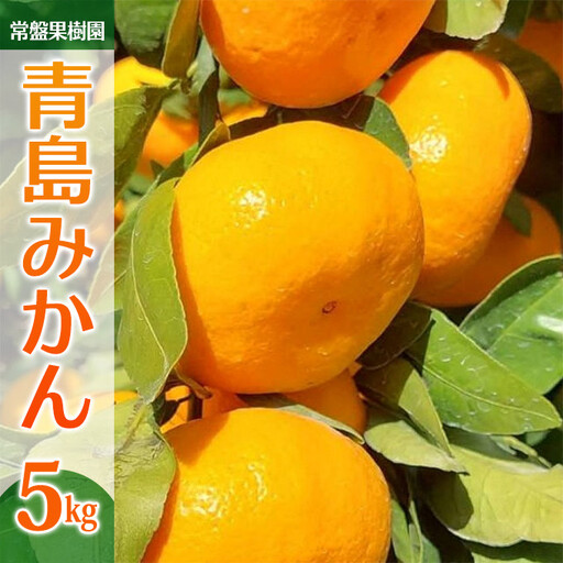 青島みかん（5kg）※12月中旬～下旬発送