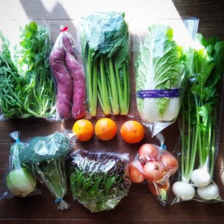 おまかせ野菜セット(2026年7月上旬～発送予定)【配送不可地域：離島】【1749867】