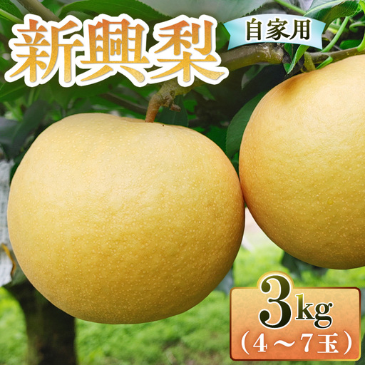 新興梨【自家用】3kg（三ツ田農園） 鳥取 梨 果物 フルーツ 和梨 新興梨 しんこうなし 人気 甘い