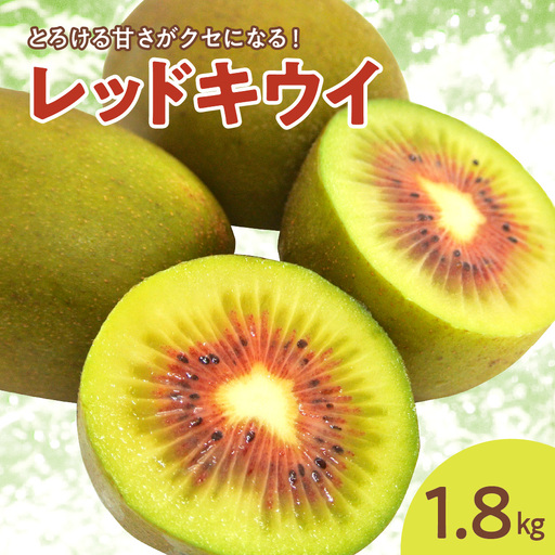 [先行受付][2026年12月上旬〜発送 ]レッドキウイ 1.8kg 稀少 甘い 呉 広島 フルーツ 美容 健康 キウイ 呉市 広島県