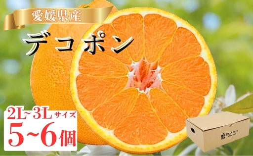 [2027年先行予約][数量限定]愛媛県産 デコポン 5〜6個 [2027年3月上旬順次発送]みかん ミカン 蜜柑 柑橘 かんきつ 柑橘類 愛媛 伊予市|